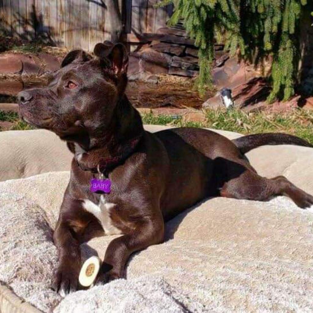 Sweetie, a Adoptable mixed breed in Nampa, ID image 6/6