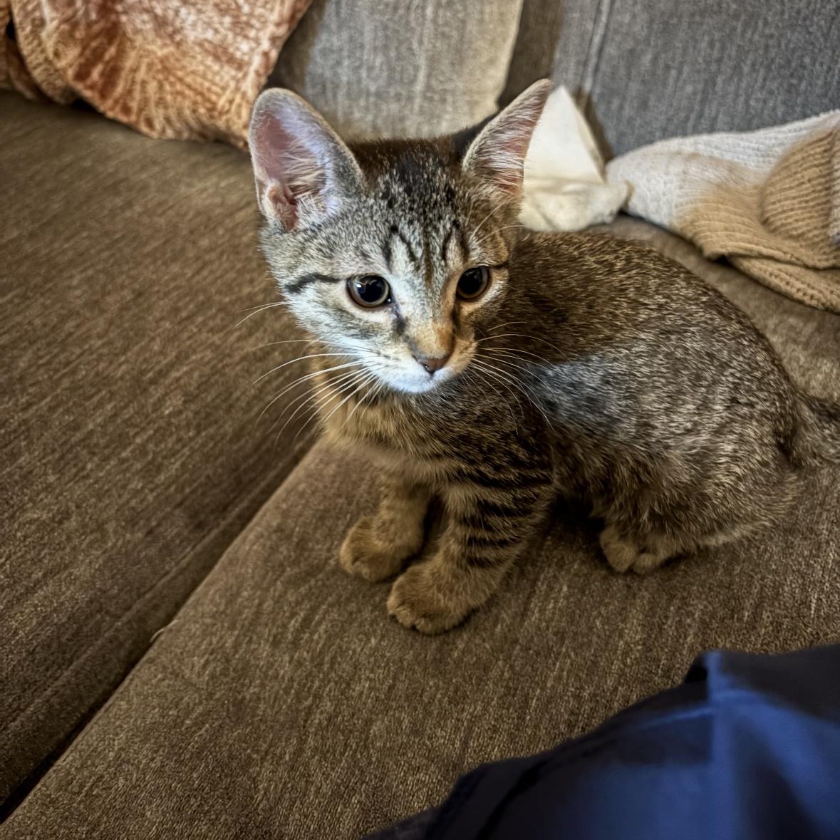 Enlarge Bumble, a Adoptable mixed breed in Omaha, NE image 2/2