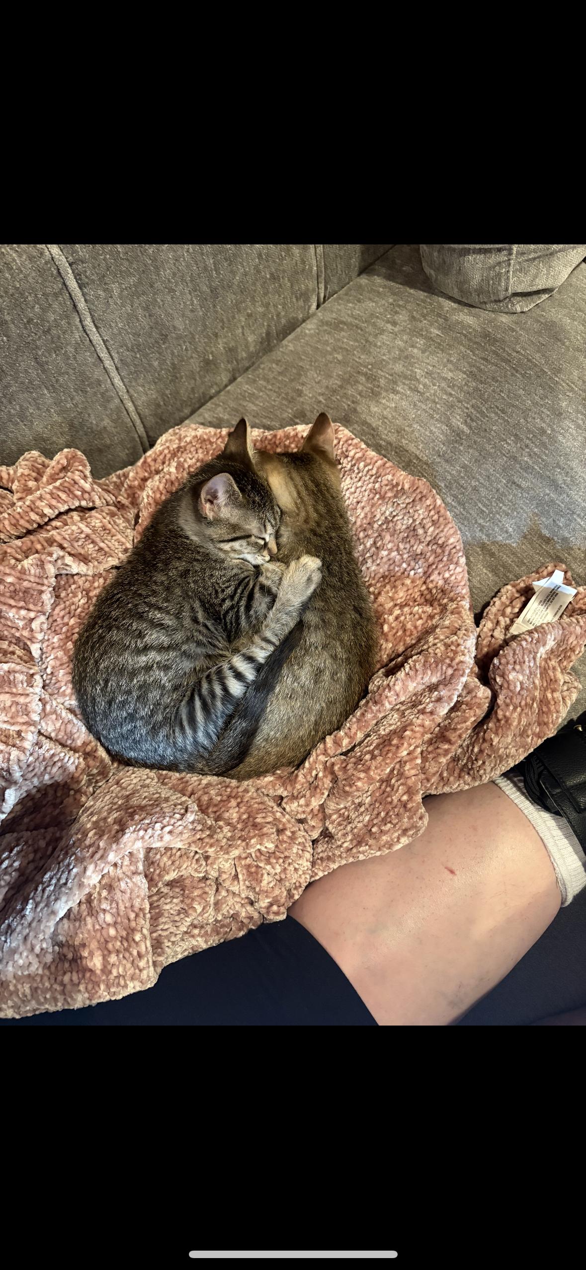 Enlarge Bumble, a Adoptable mixed breed in Omaha, NE image 3/3