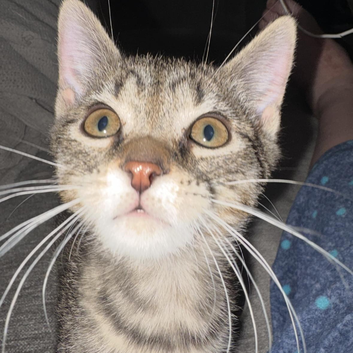 Enlarge Bumble, a Adoptable mixed breed in Omaha, NE image 1/2