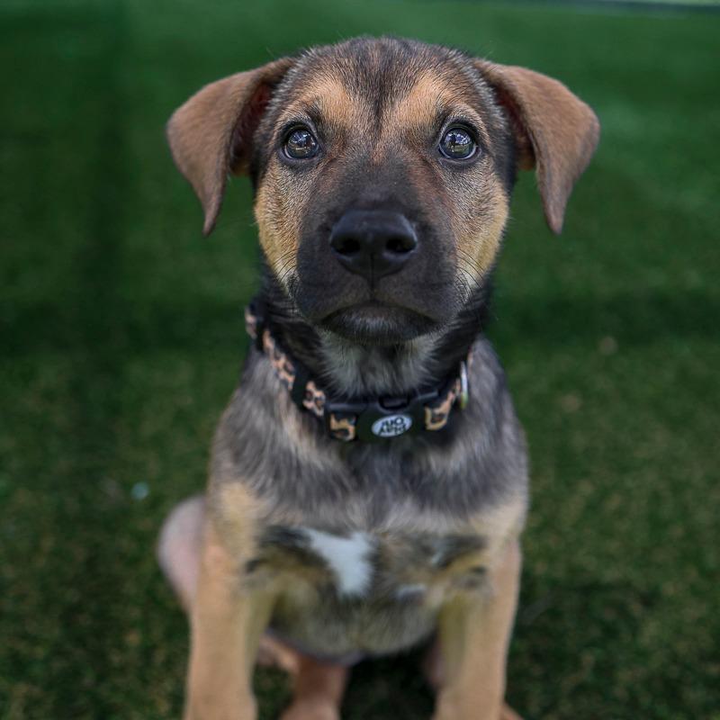 R & B, Adoptable, Puppy Female Mixed Breed.