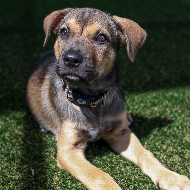 Enlarge R & B, a Adoptable Mixed Breed in Bradenton, FL image 2/2