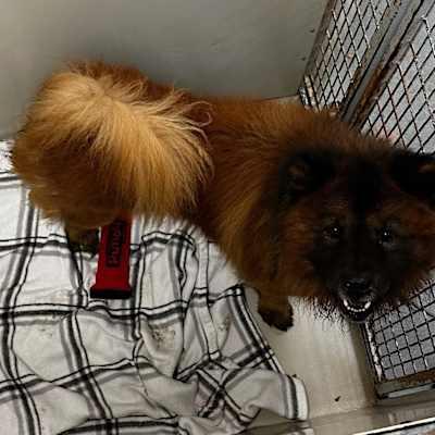 STUNNING MALE CHOW AT WAGS photo 2