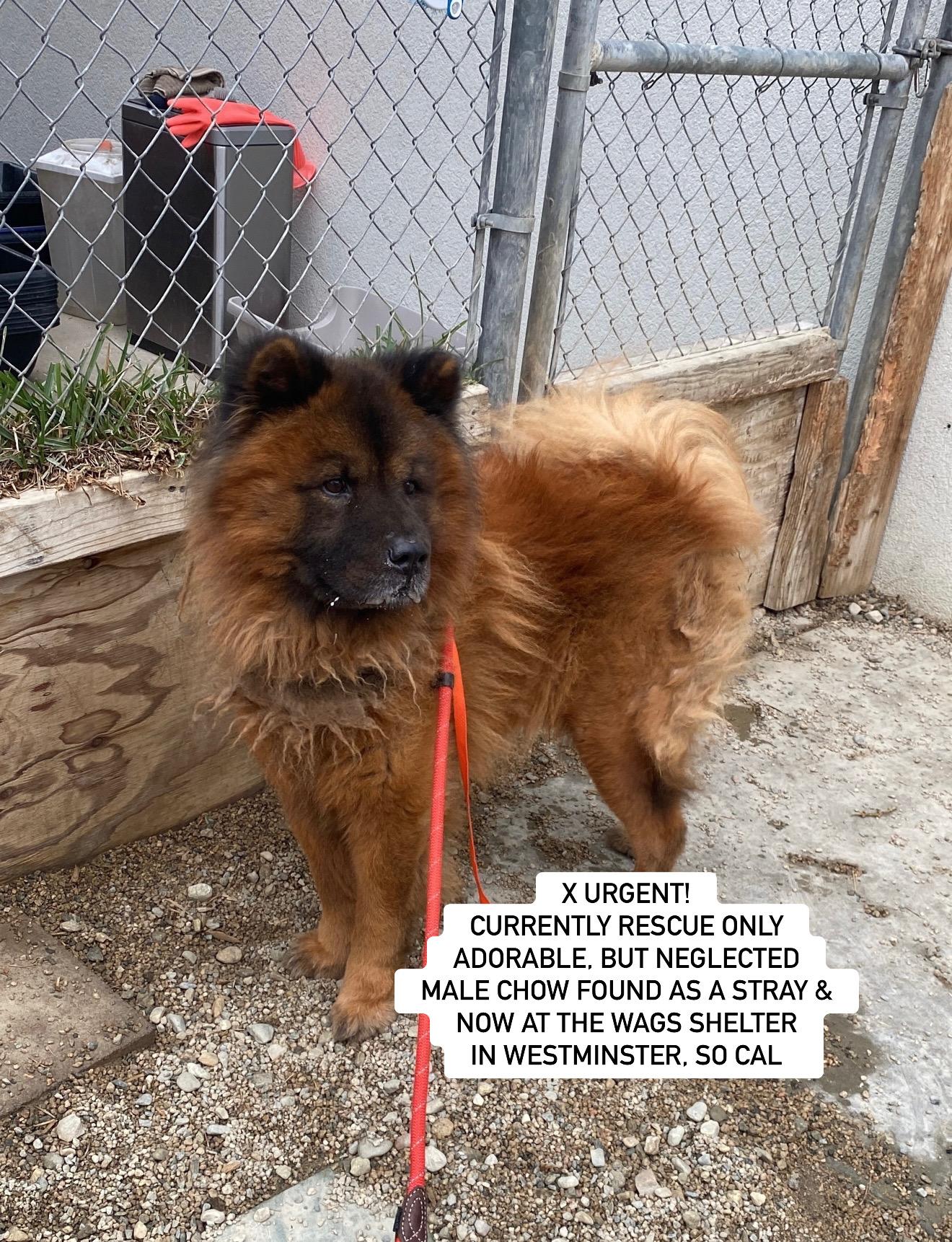 STUNNING MALE CHOW AT WAGS, Adult Male Chow Chow