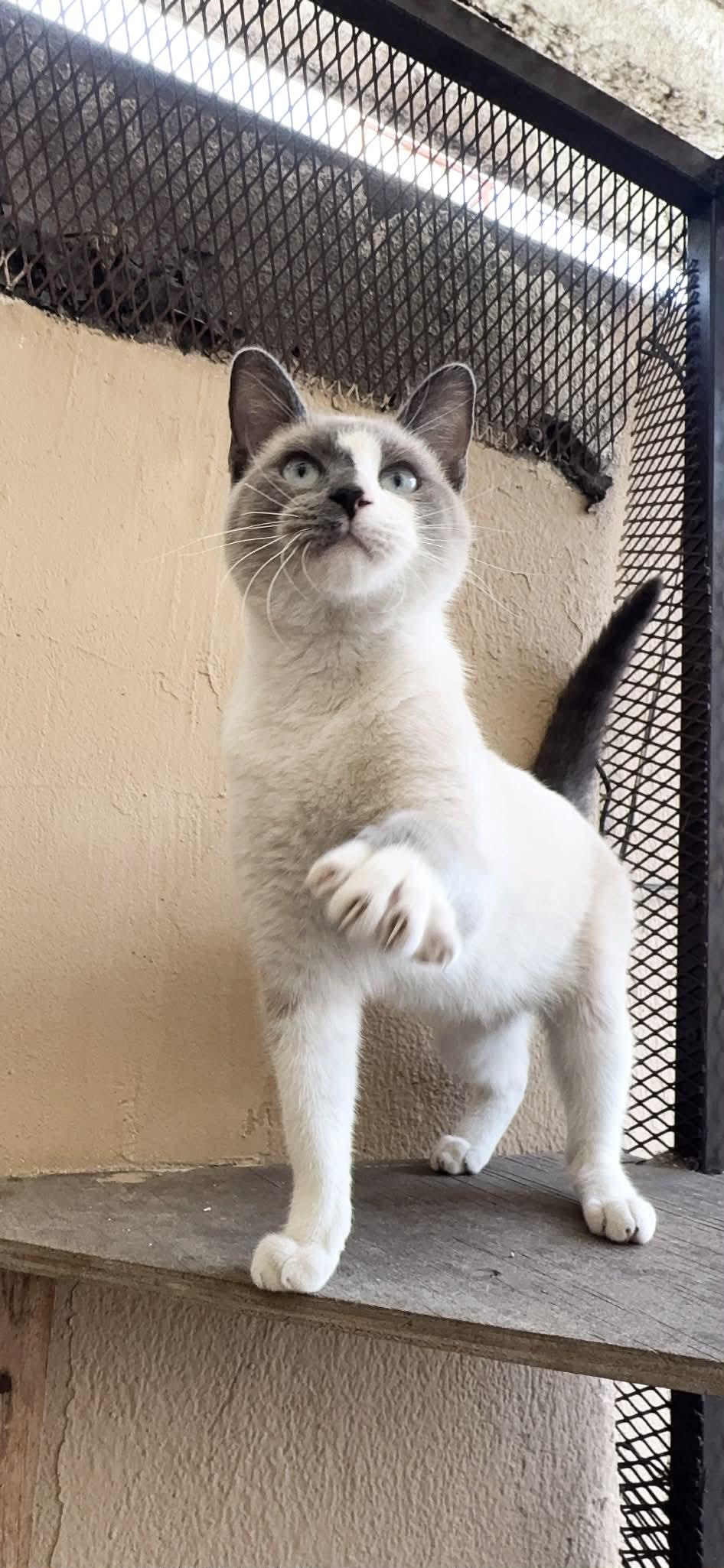 Enlarge Latte, an adopted mixed breed in Carlsbad, CA image 2/5