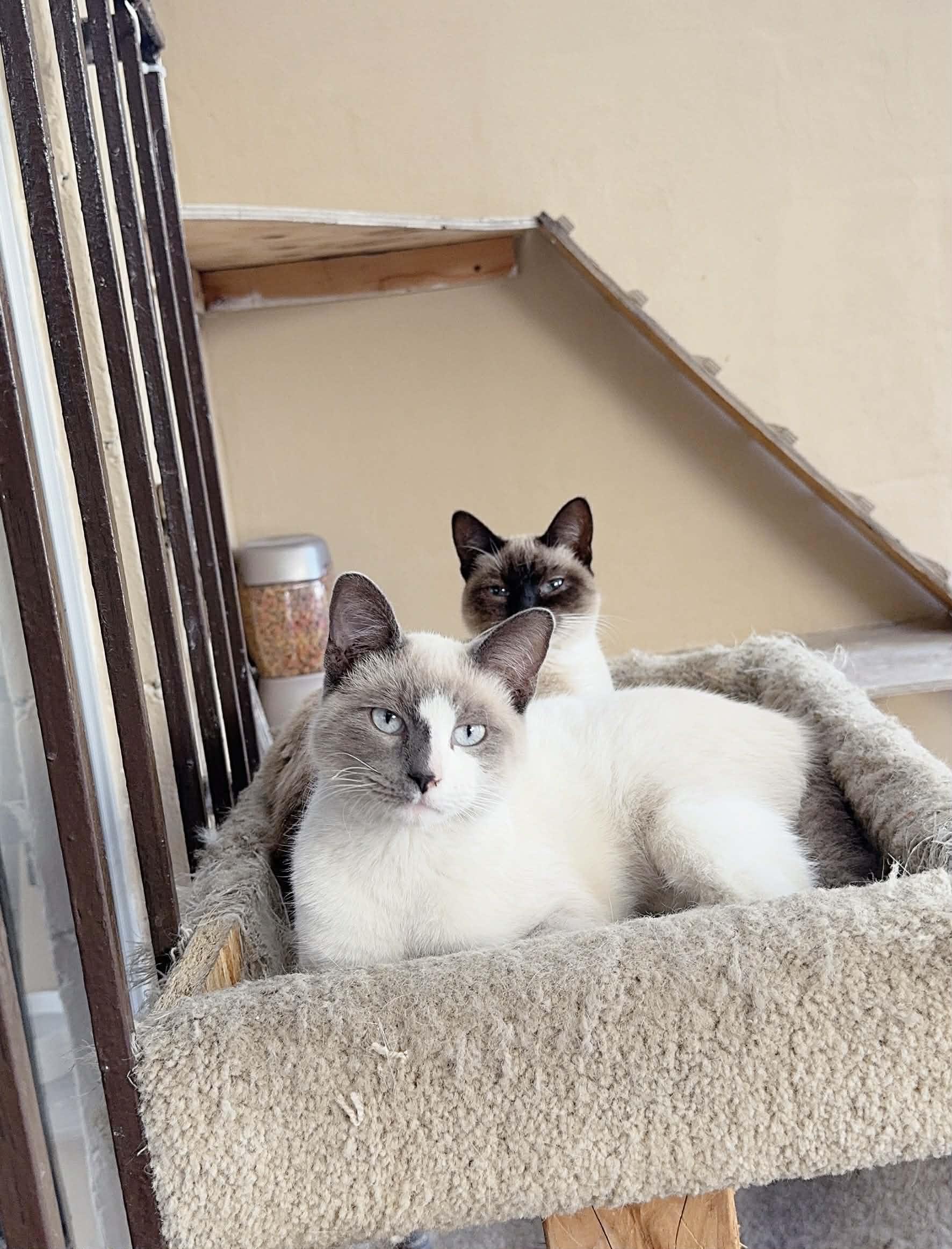 Enlarge Latte, an adopted mixed breed in Carlsbad, CA image 4/5