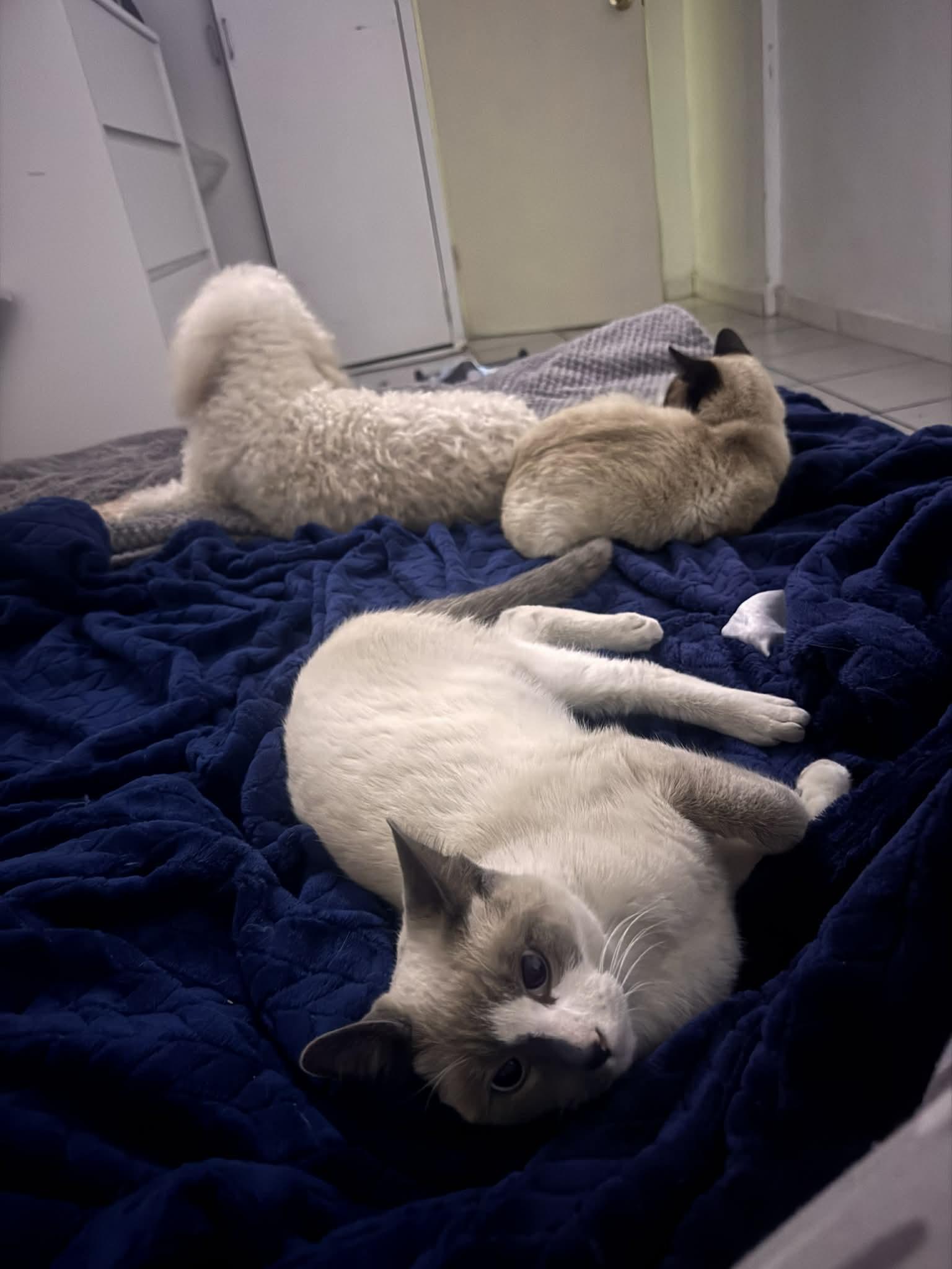 Enlarge Latte, an adopted mixed breed in Carlsbad, CA image 5/5