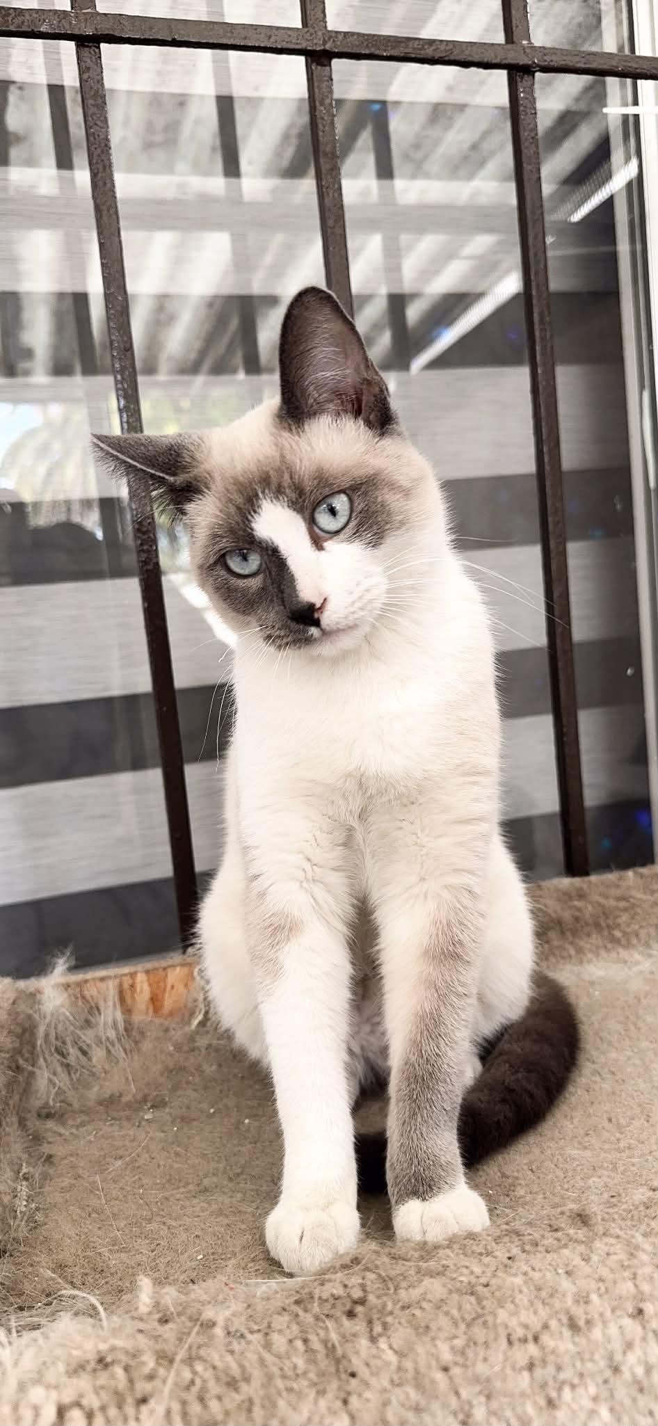 Latte, Adoptable, Kitten Male Siamese.
