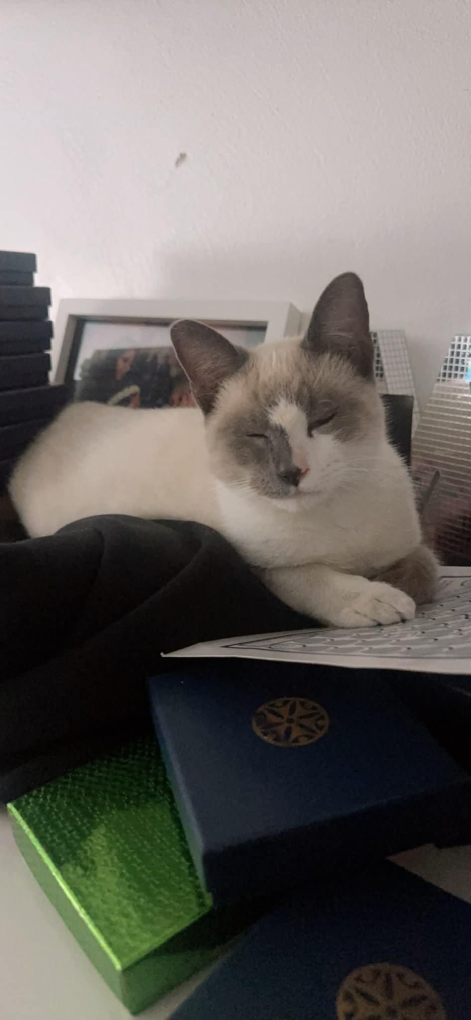 Enlarge Latte, an adopted mixed breed in Carlsbad, CA image 3/5