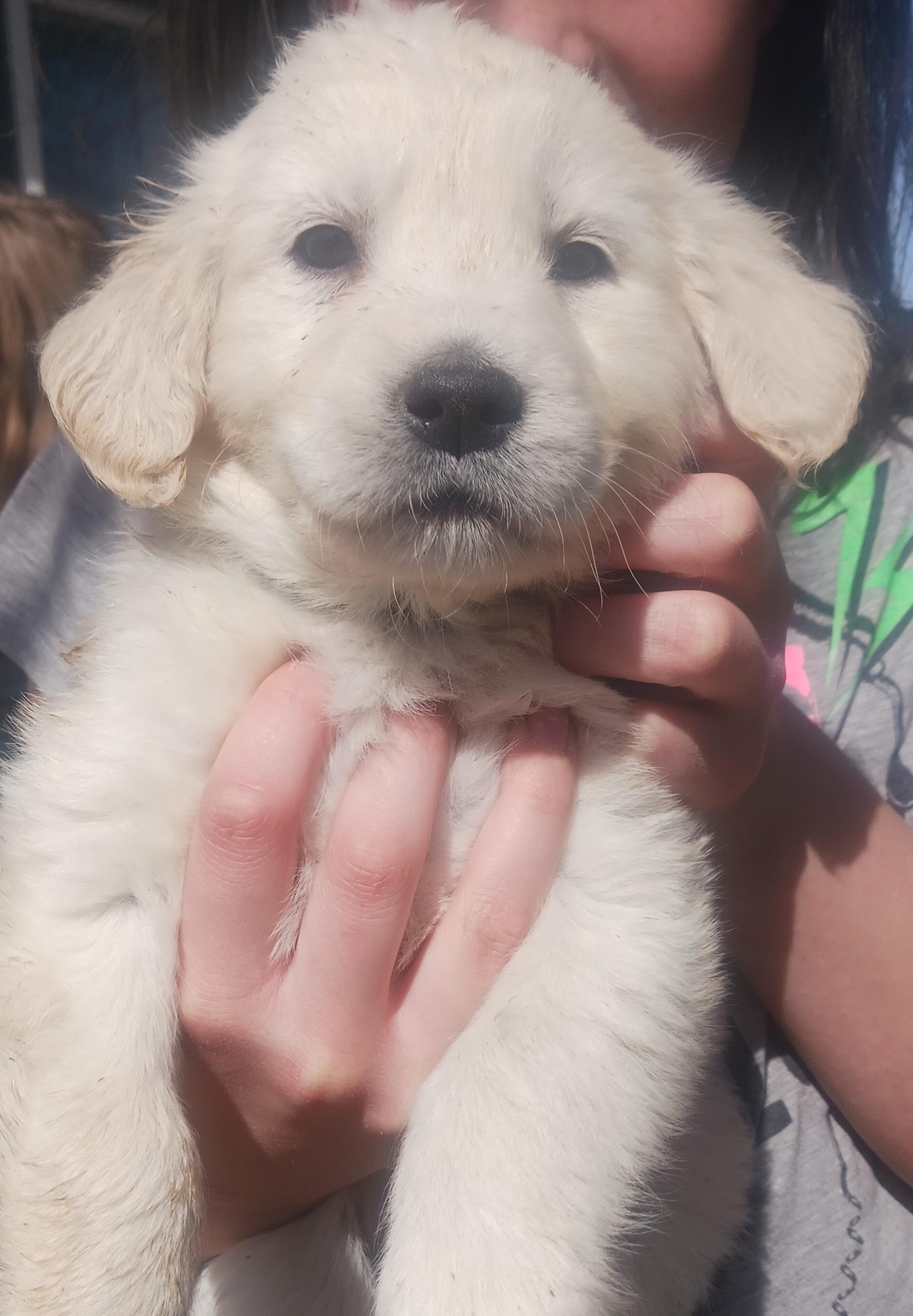 Ursula, Adopted, Puppy Female Husky & Dalmatian.