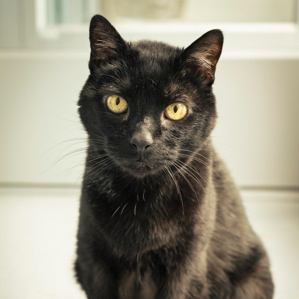 Samosa, Adoptable, Senior Male Domestic Short Hair.