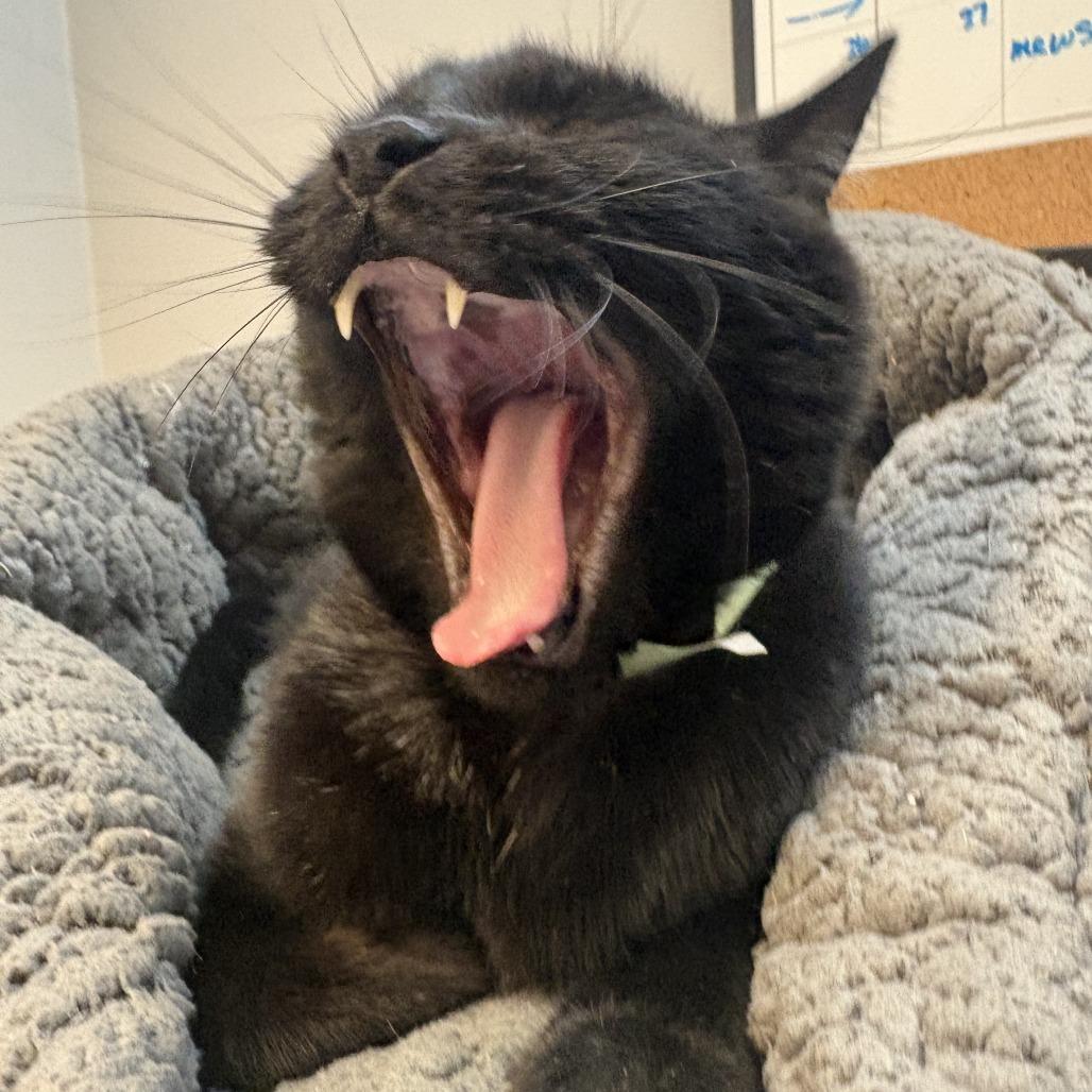 Samosa, a Adoptable Domestic Short Hair in Lakewood, CO image 1/3