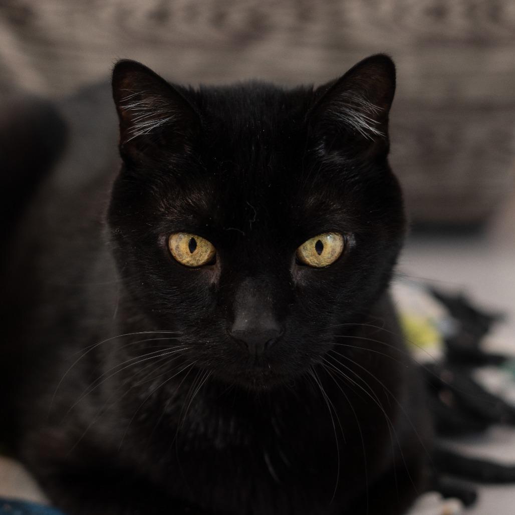 Enlarge Samosa, a Adoptable Domestic Short Hair in Lakewood, CO image 3/4