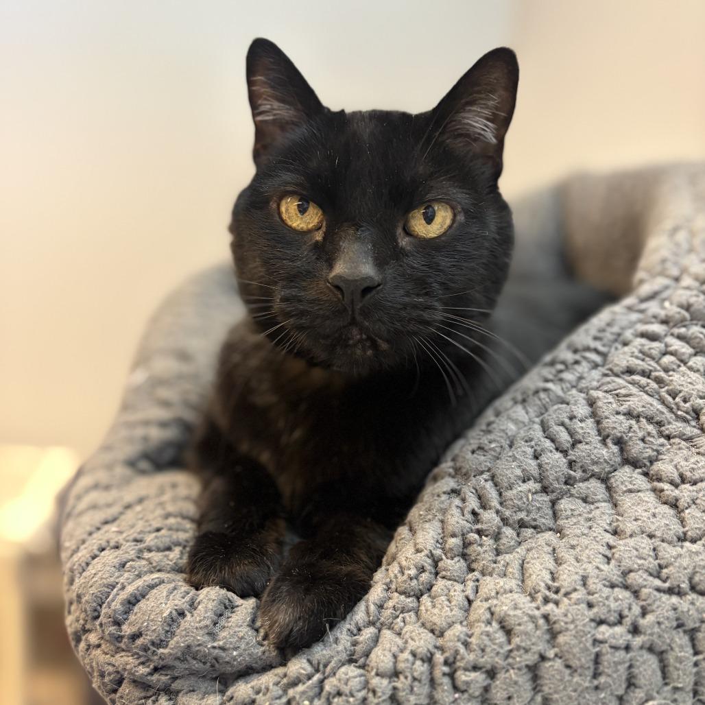 Samosa, a Adoptable Domestic Short Hair in Lakewood, CO image 2/3
