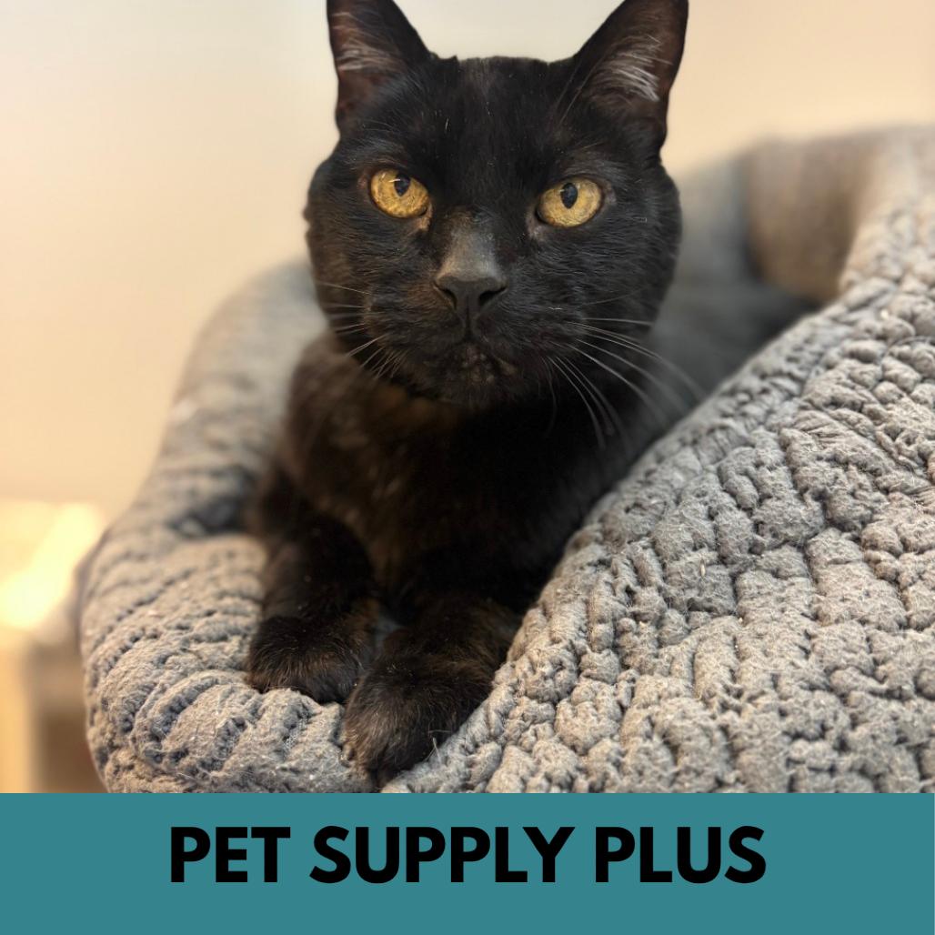 Samosa, a Adoptable Domestic Short Hair in Lakewood, CO image 3/3