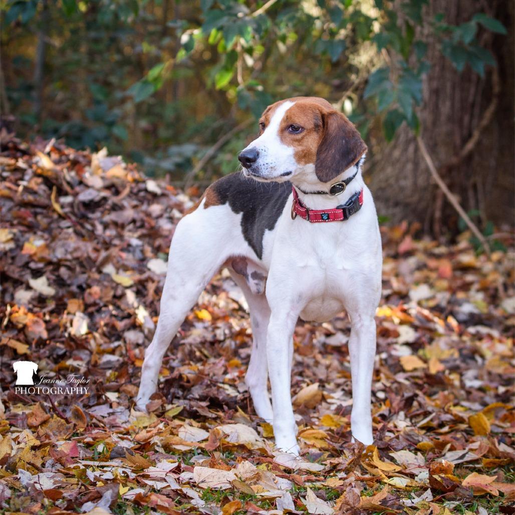 Sherman, Adoptable, Adult Male Mixed Breed.