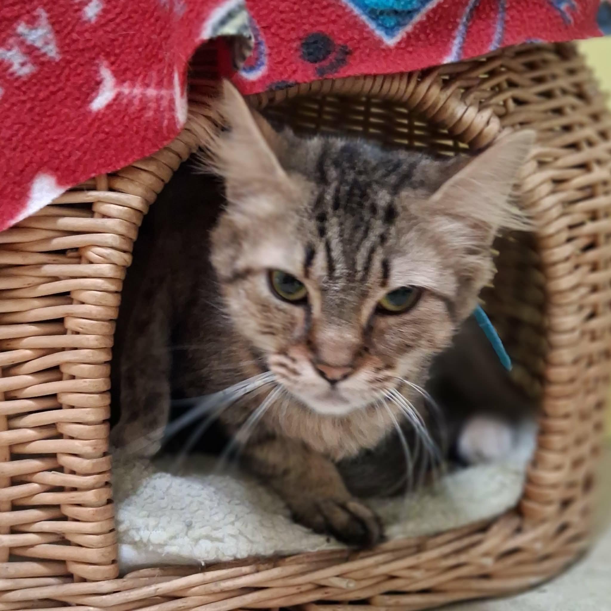 Enlarge Allura, a Adoptable Domestic Long Hair in Vine Grove, KY image 1/6