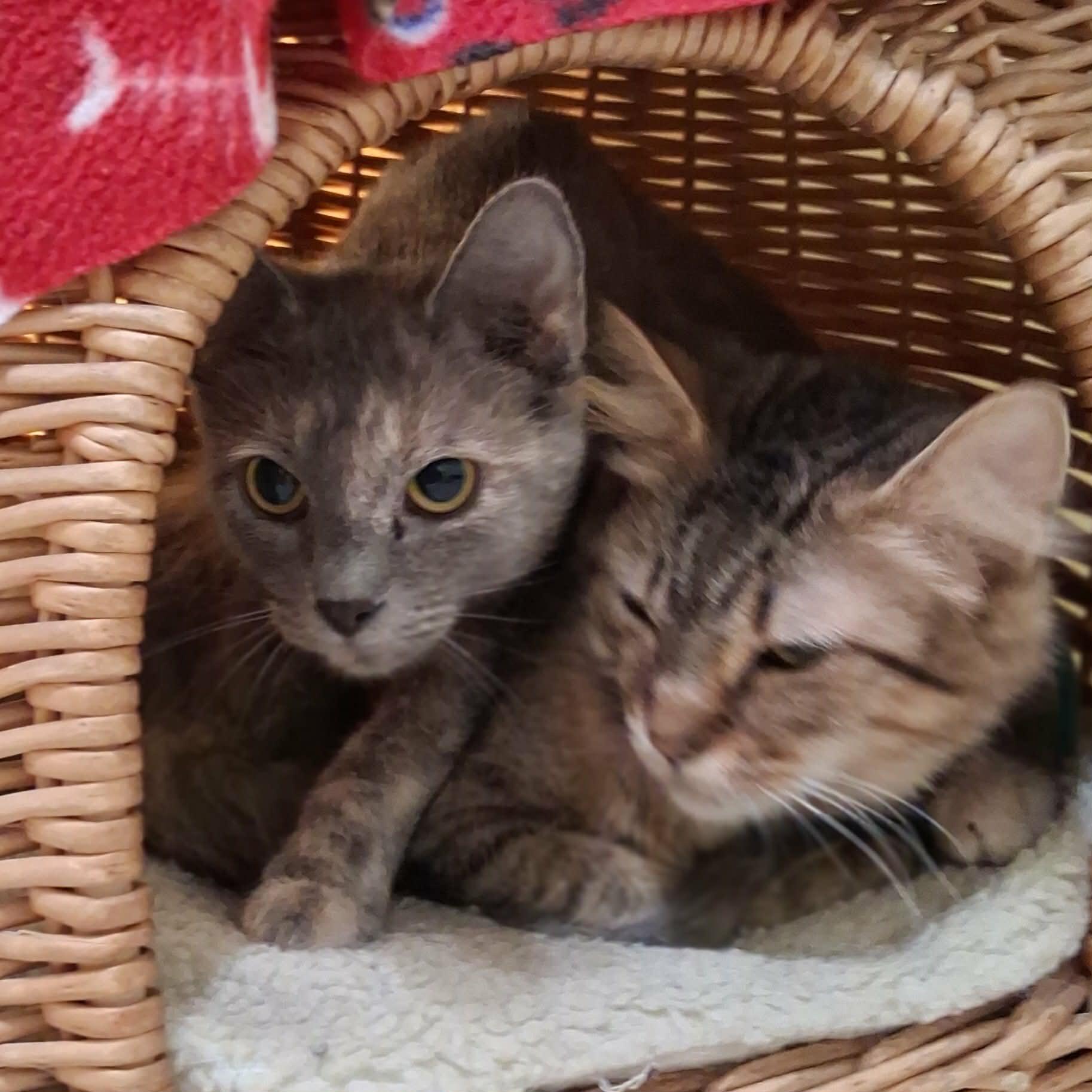 Enlarge Allura, a Adoptable Domestic Long Hair in Vine Grove, KY image 5/6