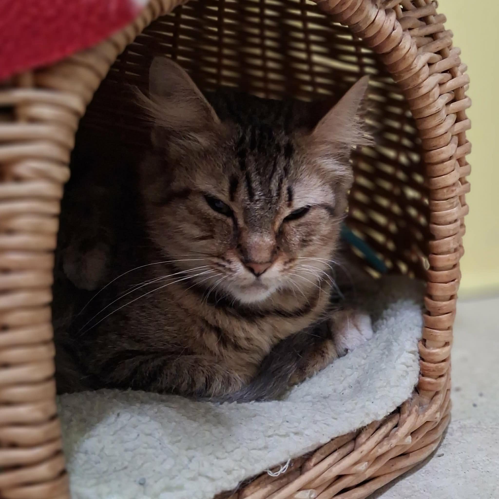 Enlarge Allura, a Adoptable Domestic Long Hair in Vine Grove, KY image 3/6