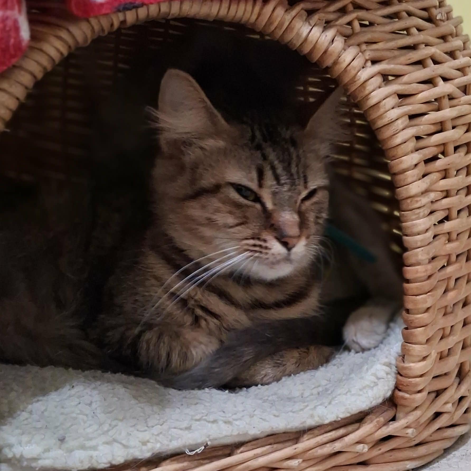 Enlarge Allura, a Adoptable Domestic Long Hair in Vine Grove, KY image 4/6