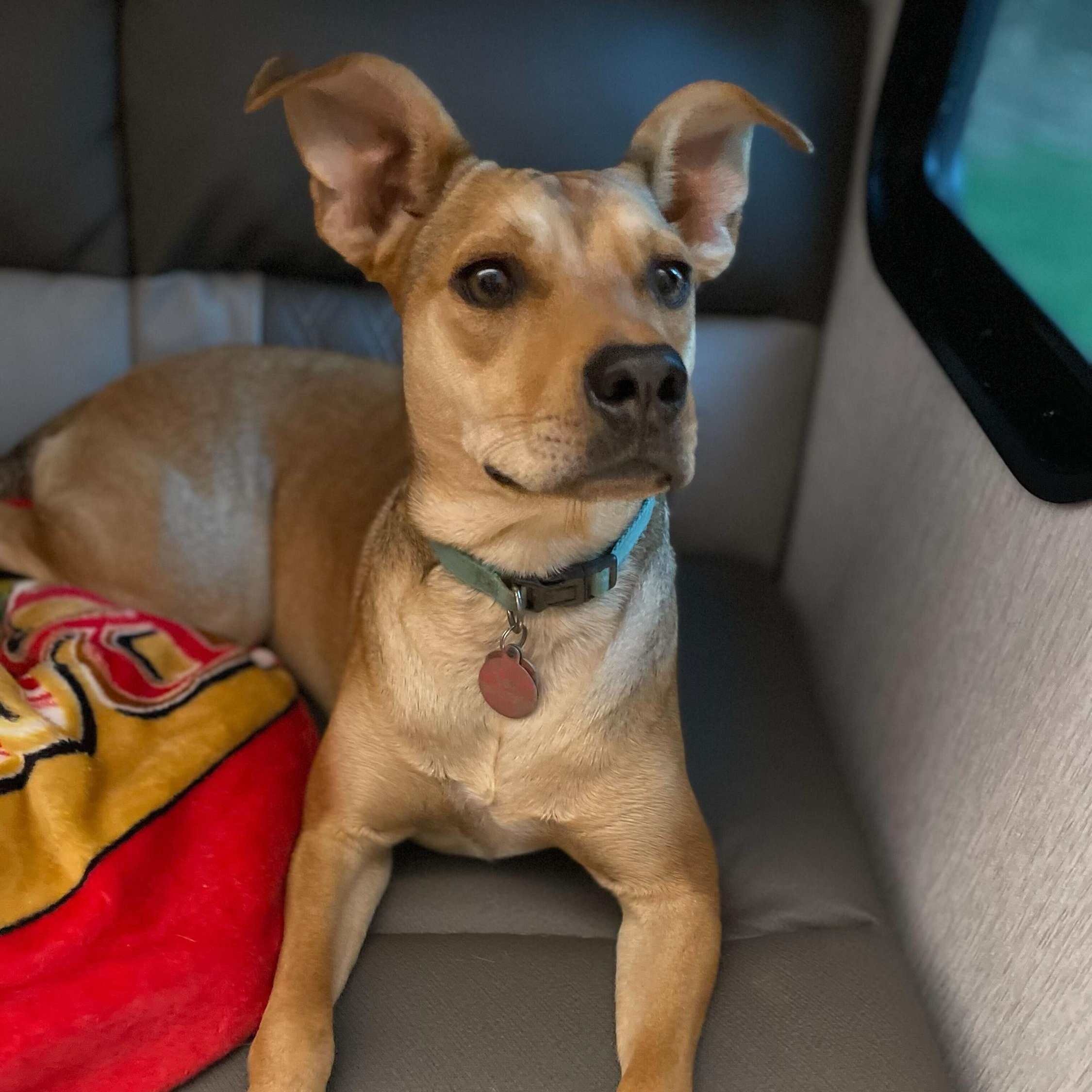 Enlarge Susie, a Adoptable mixed breed in Anderson , SC image 4/6