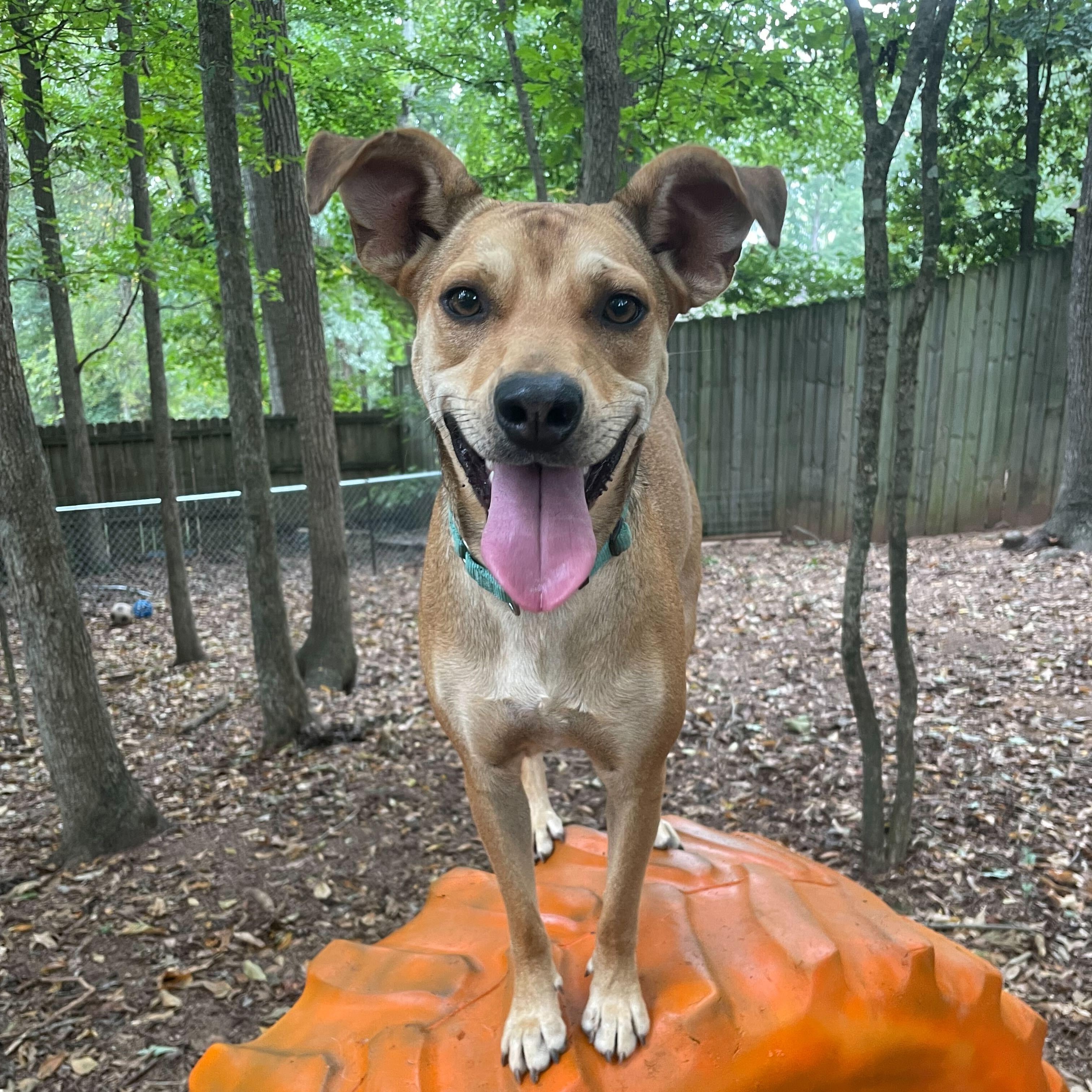 Susie, Adoptable, Young Female Pit Bull Terrier & Boxer.