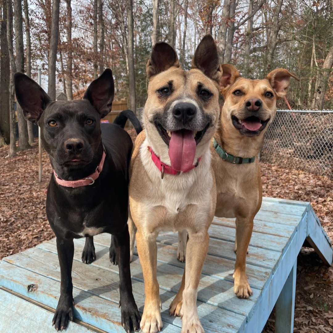 Enlarge Susie, a Adoptable mixed breed in Anderson , SC image 6/6