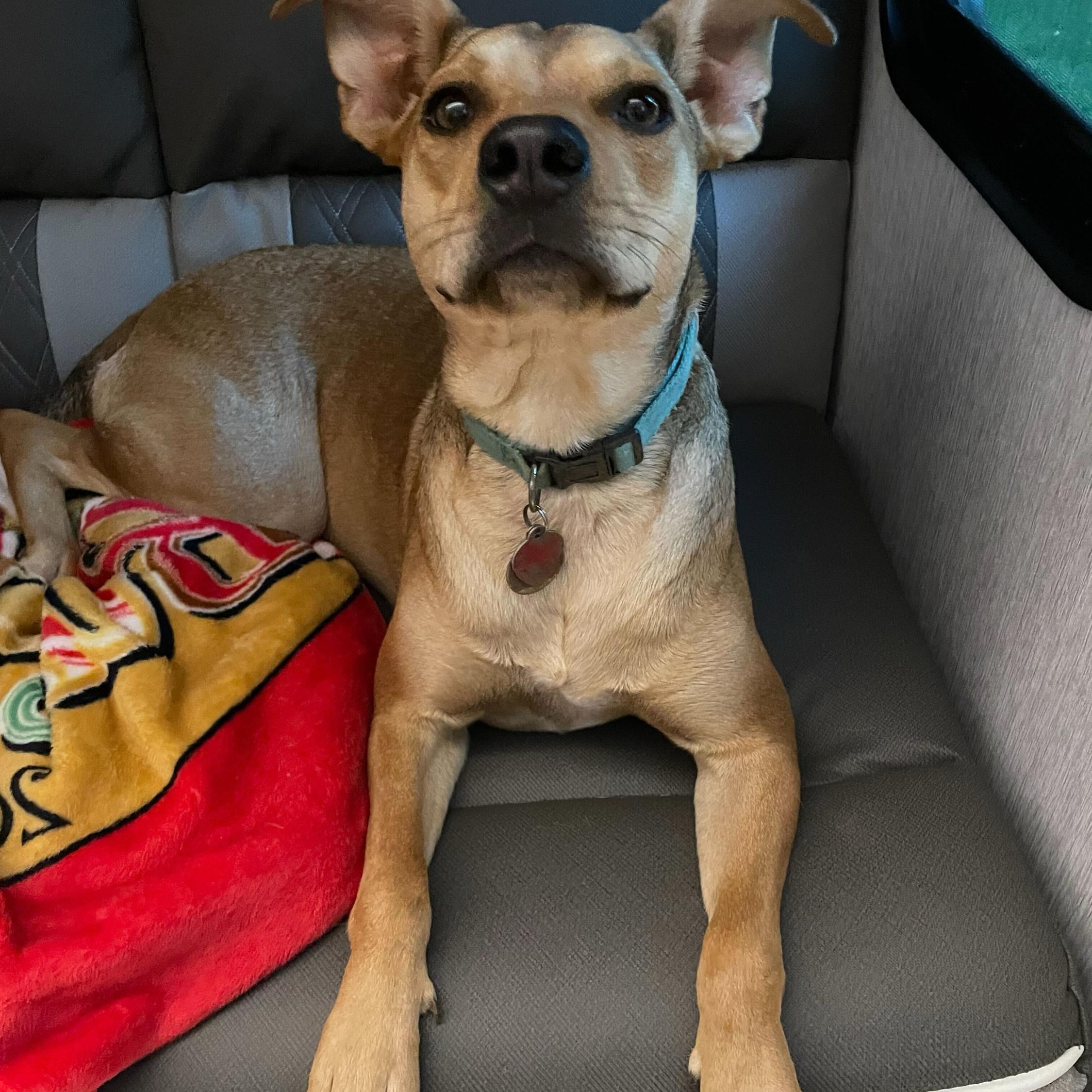 Enlarge Susie, a Adoptable mixed breed in Anderson , SC image 5/6