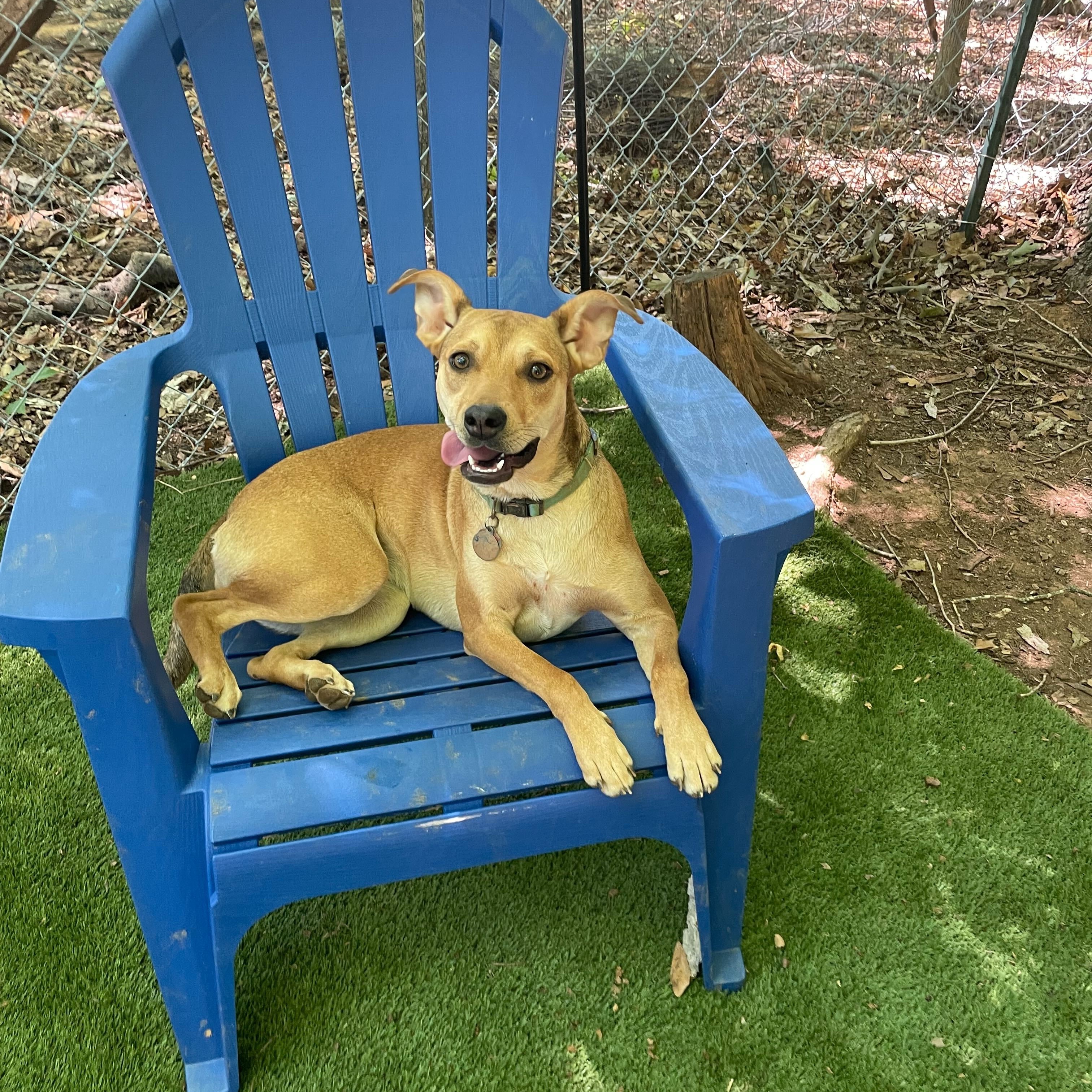 Enlarge Susie, a Adoptable mixed breed in Anderson , SC image 3/6