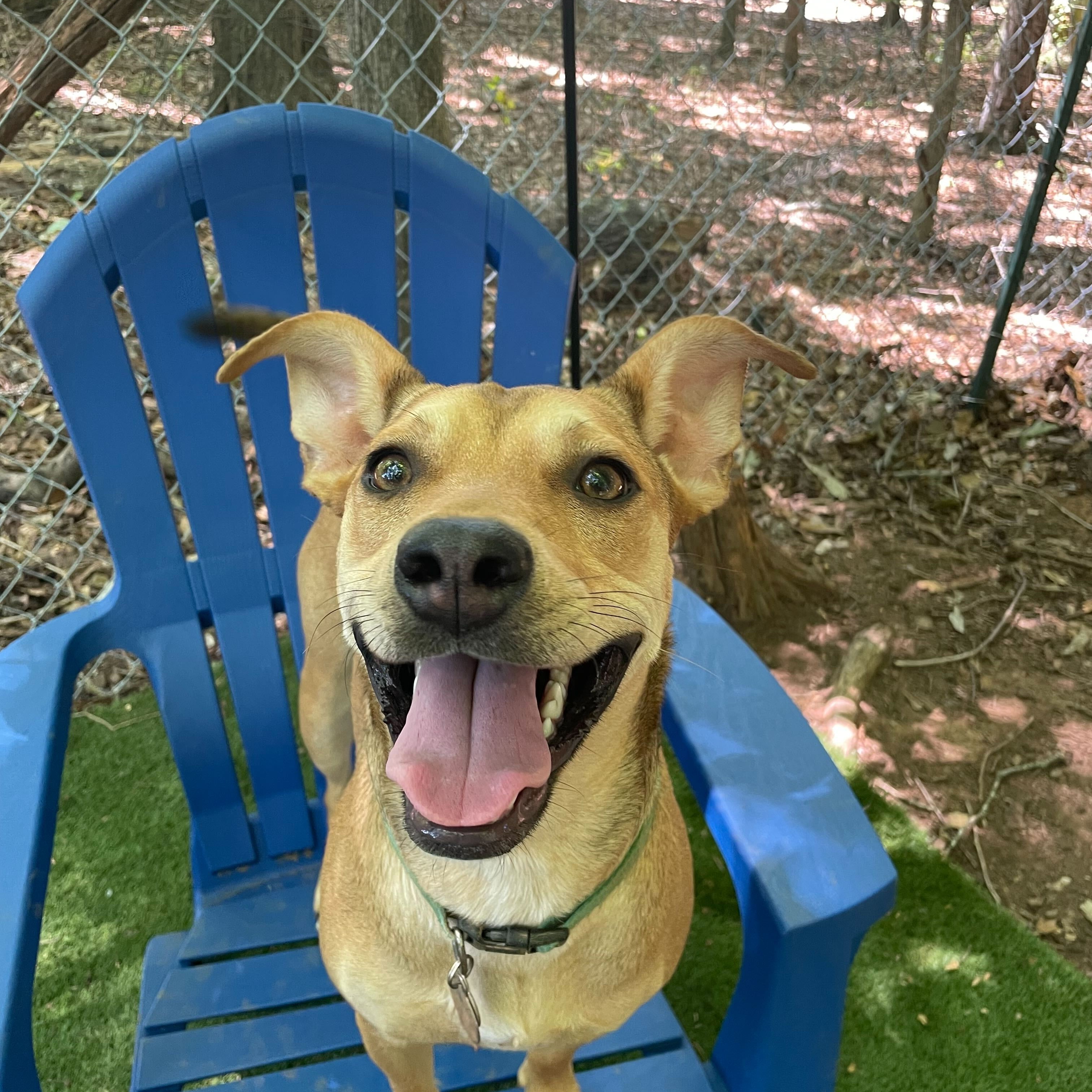 Enlarge Susie, a Adoptable mixed breed in Anderson , SC image 2/6