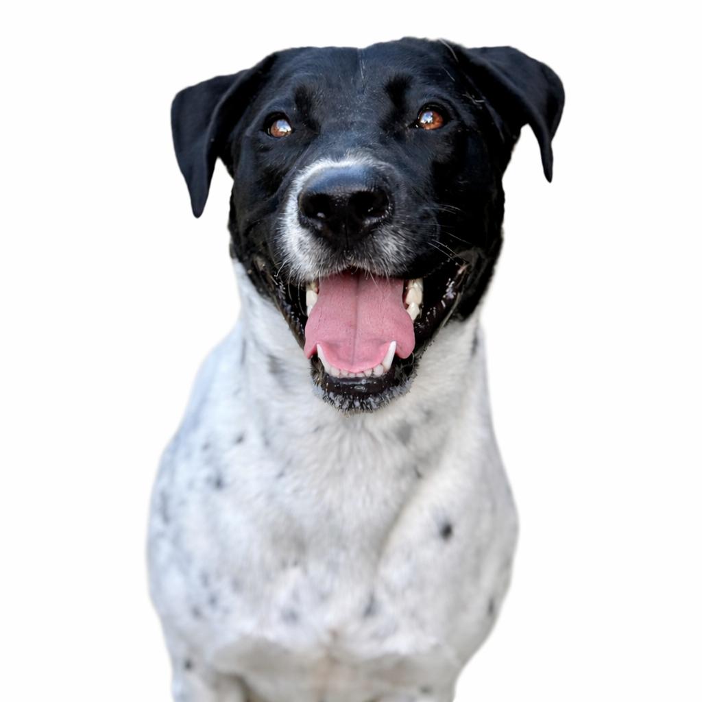 Bonnie , Adoptable, Adult Female Mixed Breed.