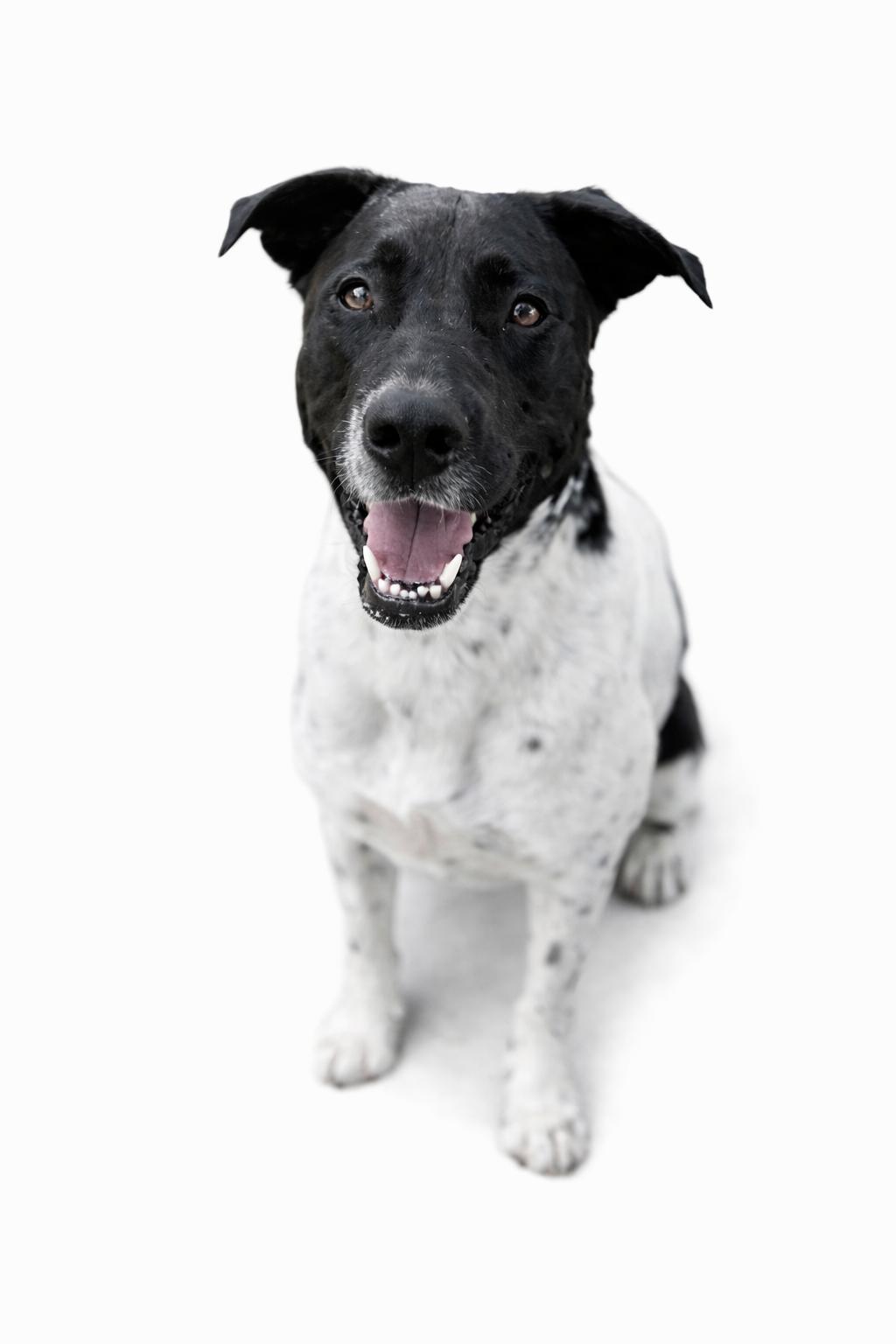 Enlarge Bonnie , a Adoptable mixed breed in SYLVANIA, GA image 2/2