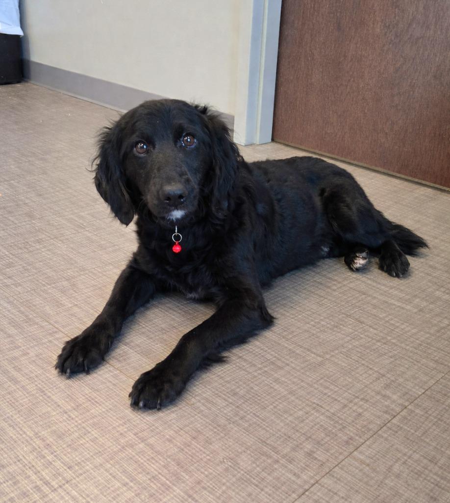 Audrey Yrly 143, Adopted, Young Female Poodle.