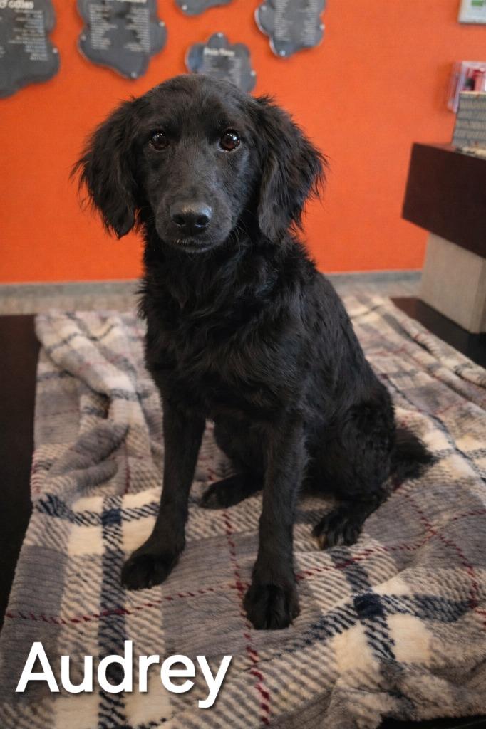 Enlarge Audrey Yrly 143, a Adopted mixed breed in Sidney, OH image 2/2