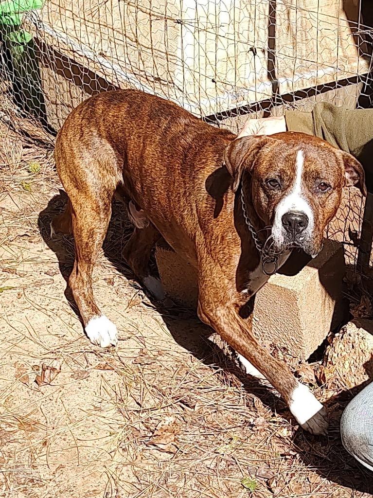 Percy, Adoptable, Adult Male Boxer & Catahoula Leopard Dog.