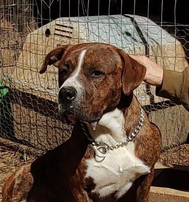 Enlarge Percy, a Adoptable mixed breed in Gilmer, TX image 2/4