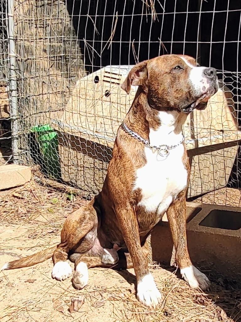 Enlarge Percy, a Adoptable mixed breed in Gilmer, TX image 3/4