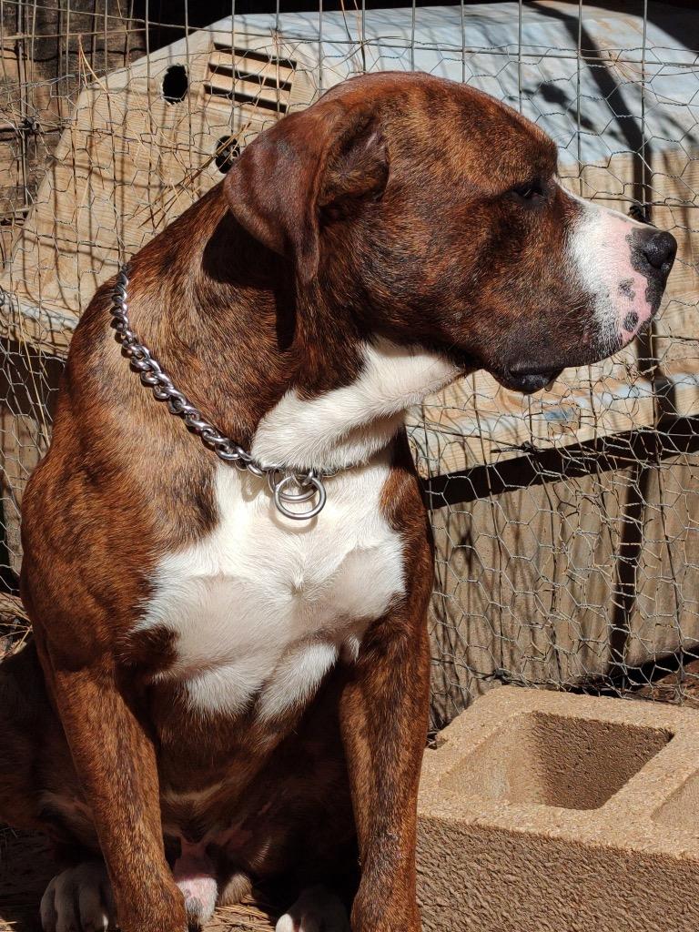 Enlarge Percy, a Adoptable mixed breed in Gilmer, TX image 4/4