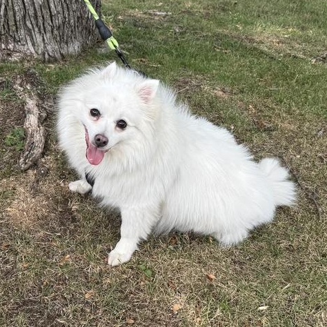 this is OSITIO - 5 yr old male spitz, fixed and up to date on rabies - COURTESY POST, a ADOPTABLE mixed breed in Clifton, NJ image 3/5