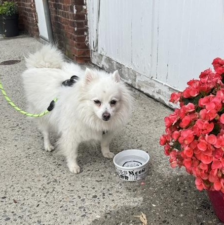 this is OSITIO - 5 yr old male spitz, fixed and up to date on rabies - COURTESY POST, ADOPTABLE, Adult Male Spitz.