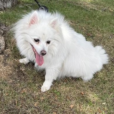 this is OSITIO - 5 yr old male spitz, fixed and up to date on rabies - COURTESY POST, a ADOPTABLE mixed breed in Clifton, NJ image 5/5
