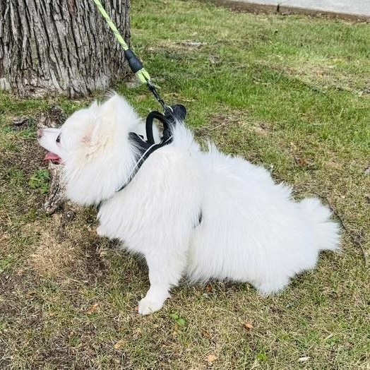 this is OSITIO - 5 yr old male spitz, fixed and up to date on rabies - COURTESY POST, a ADOPTABLE mixed breed in Clifton, NJ image 4/5