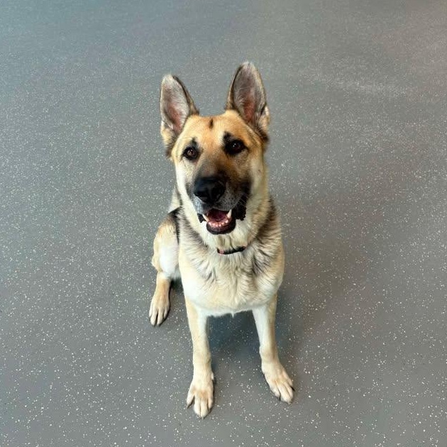 Sparky, a ADOPTABLE German Shepherd Dog in Aurora, IL image 3/3