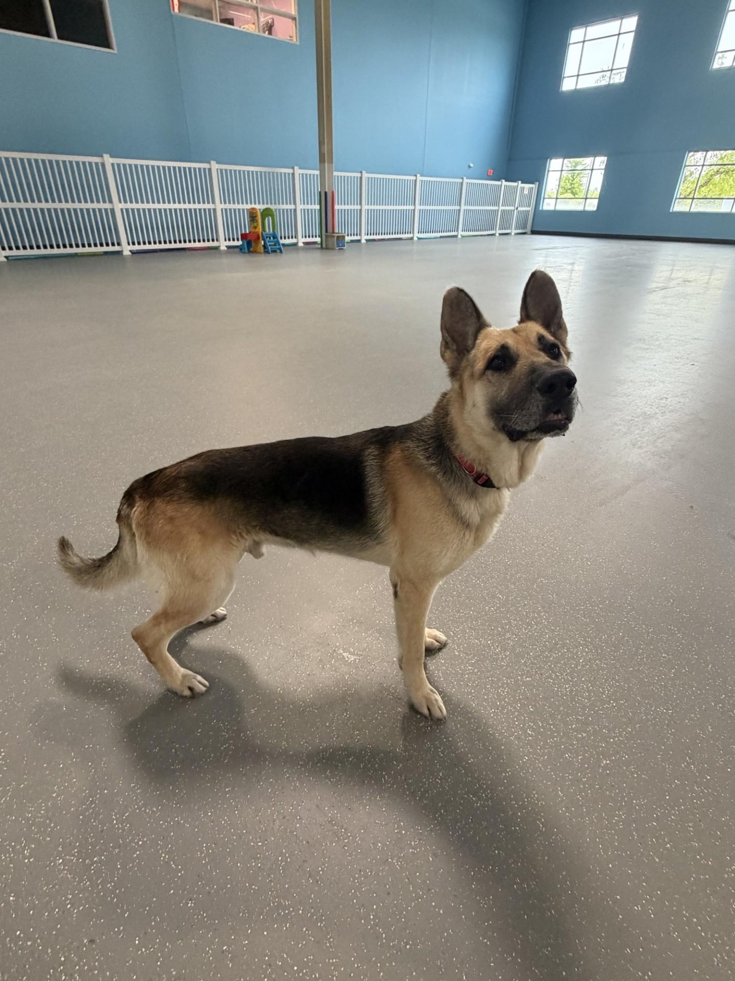Sparky, a ADOPTABLE German Shepherd Dog in Aurora, IL image 2/3