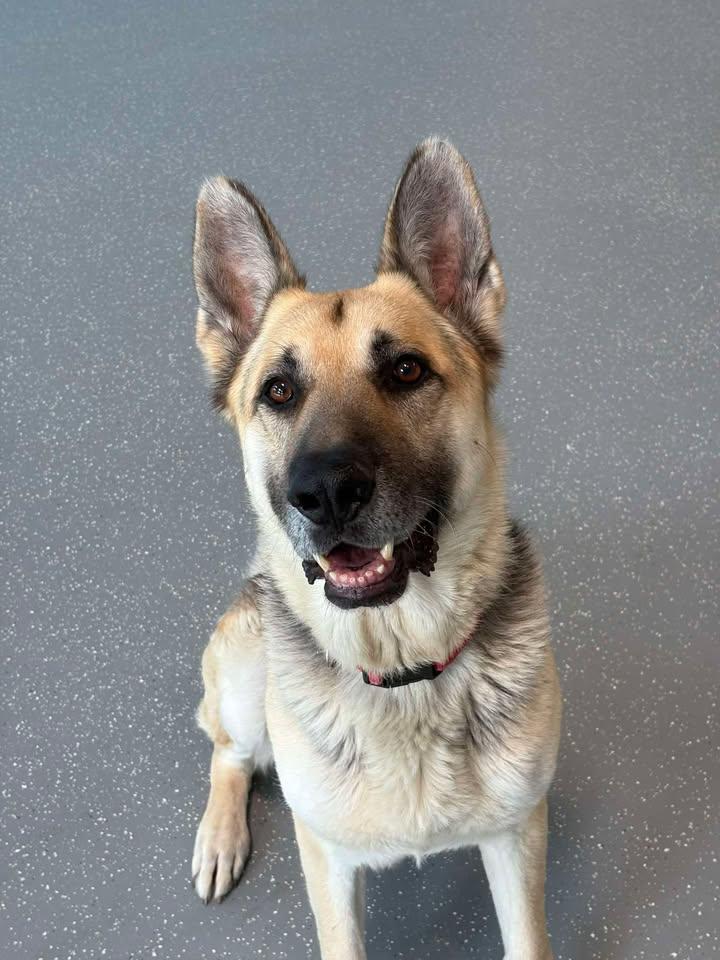 Sparky, a ADOPTABLE German Shepherd Dog in Aurora, IL image 1/3