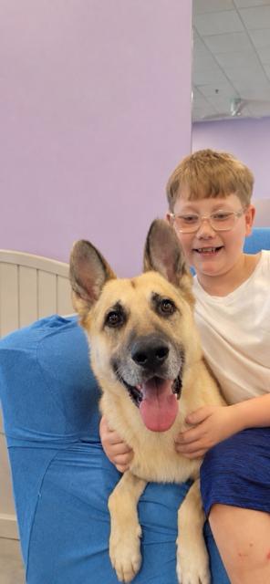 Sparky, a ADOPTABLE German Shepherd Dog in Aurora, IL image 3/3