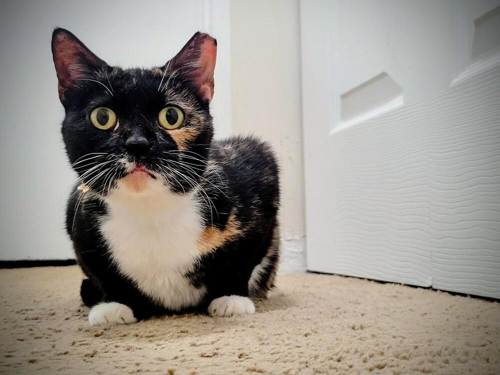 Enlarge Breeze, a Adoptable Domestic Short Hair in Cary, NC image 1/4