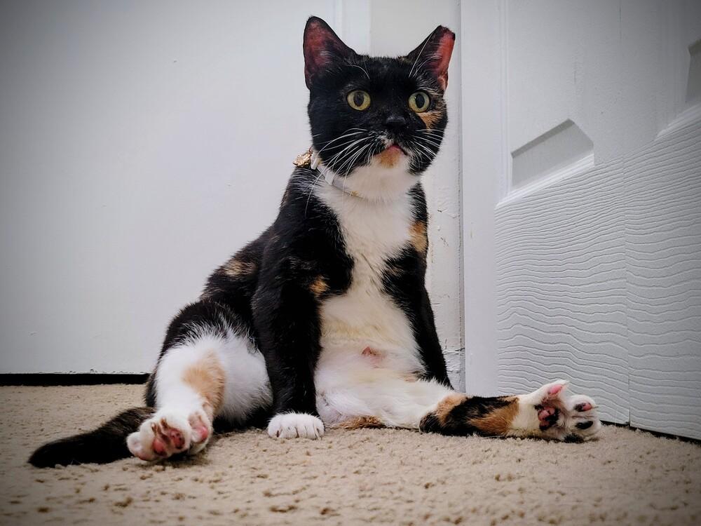 Enlarge Breeze, a Adoptable Domestic Short Hair in Cary, NC image 3/4