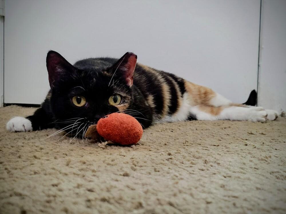 Enlarge Breeze, a Adoptable Domestic Short Hair in Cary, NC image 4/4