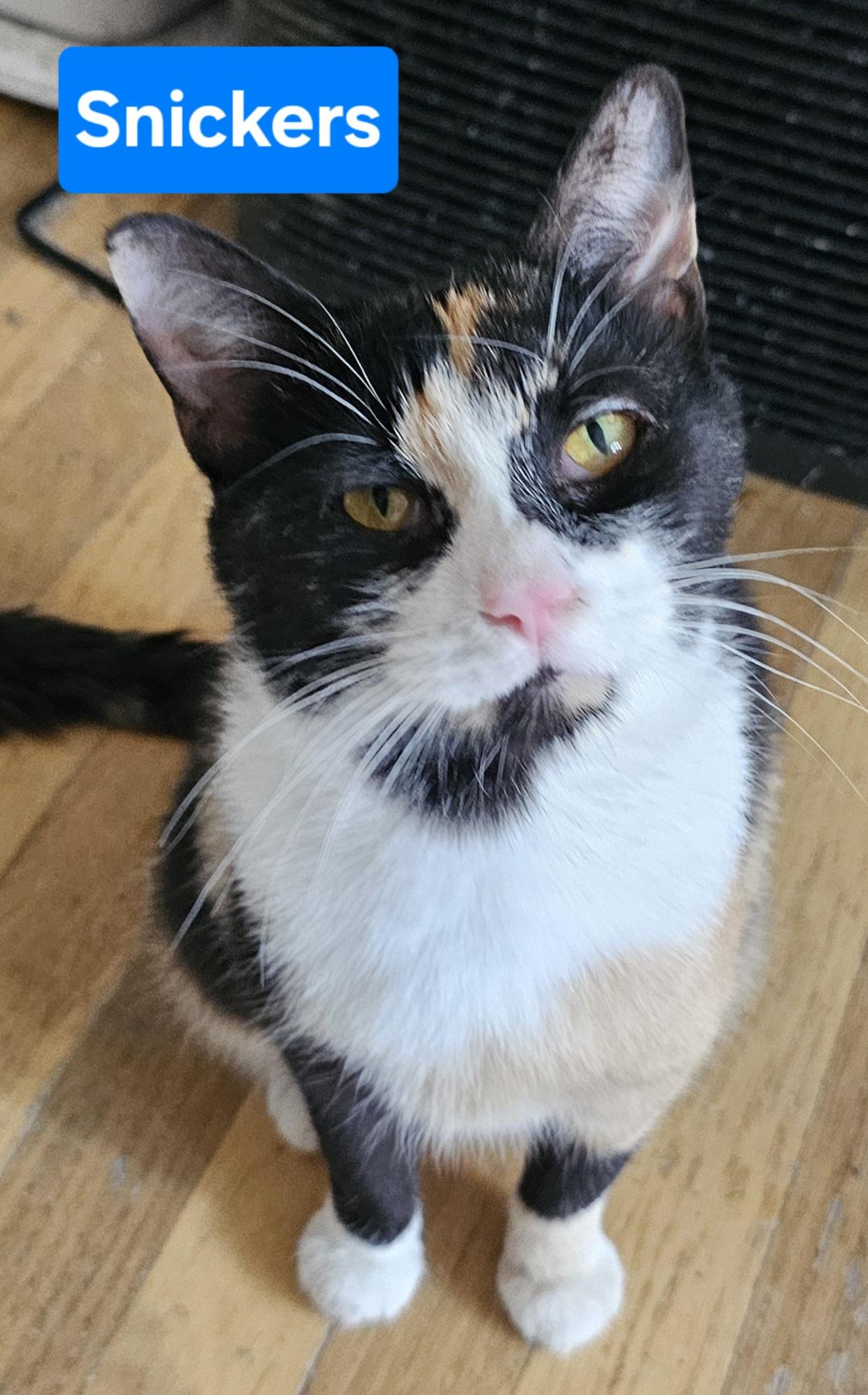 Snickers, Adult Female Domestic Short Hair